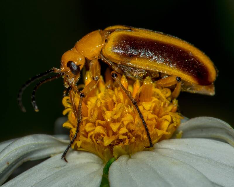 Blister Beetle (2)