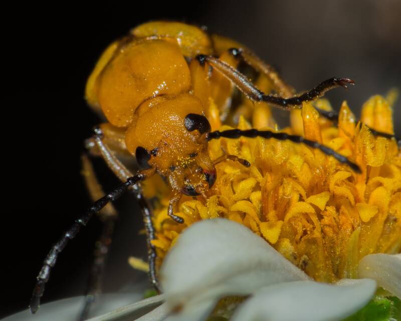 Blister Beetle (3)