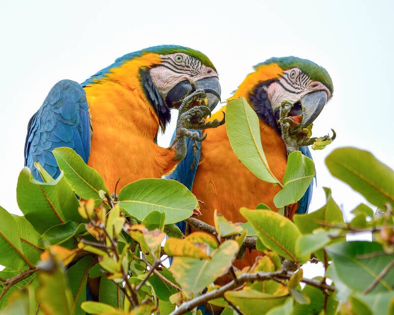 Blue and Yellow Macaw (1)