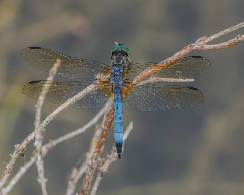 Blue Dasher (4)