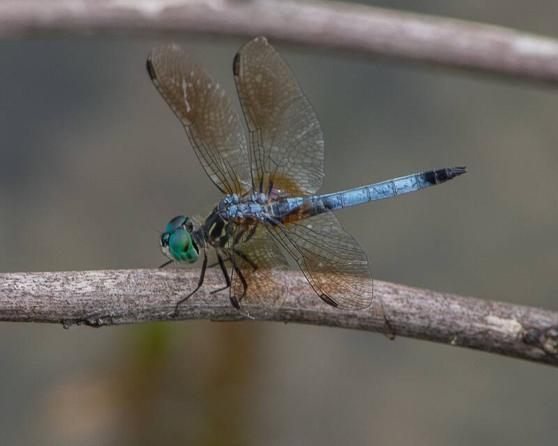 Blue Dasher (5)