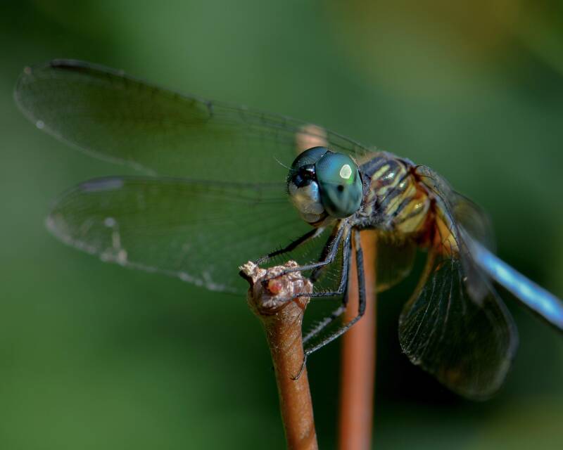 Blue Dasher (1)