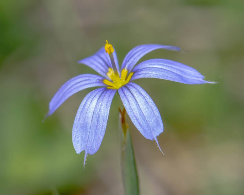 Blue-Eyed Grass (1)