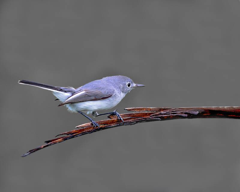 Blue-Gray Gnatcatcher (1)