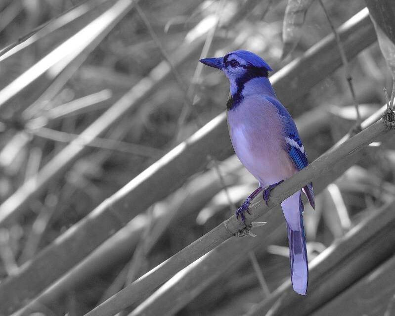 Blue Jay (2)