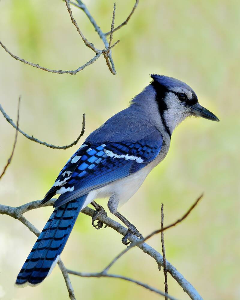 Blue Jay (1)