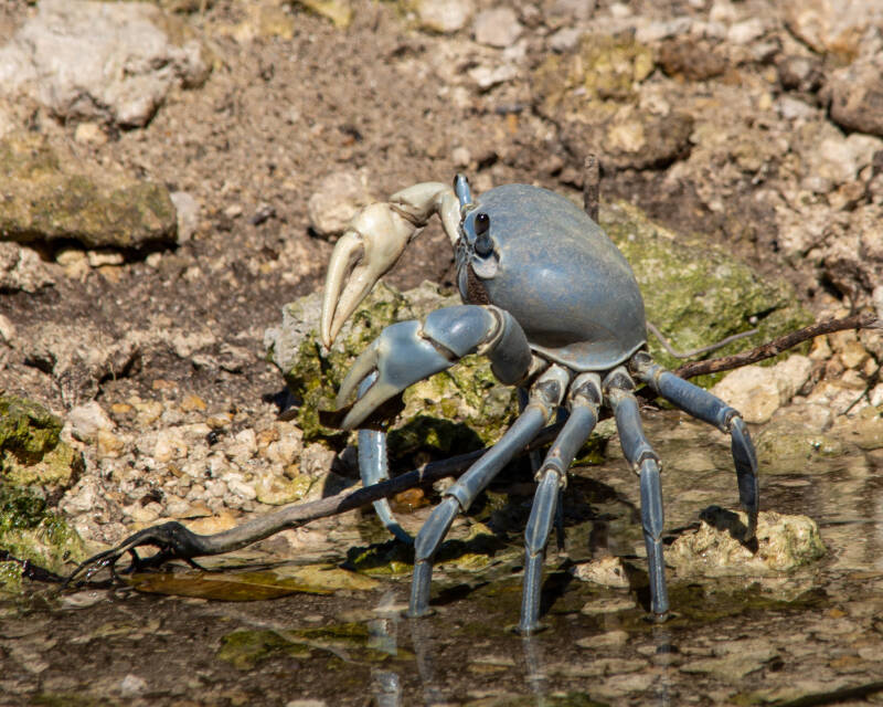 Blue Land Crab (1)