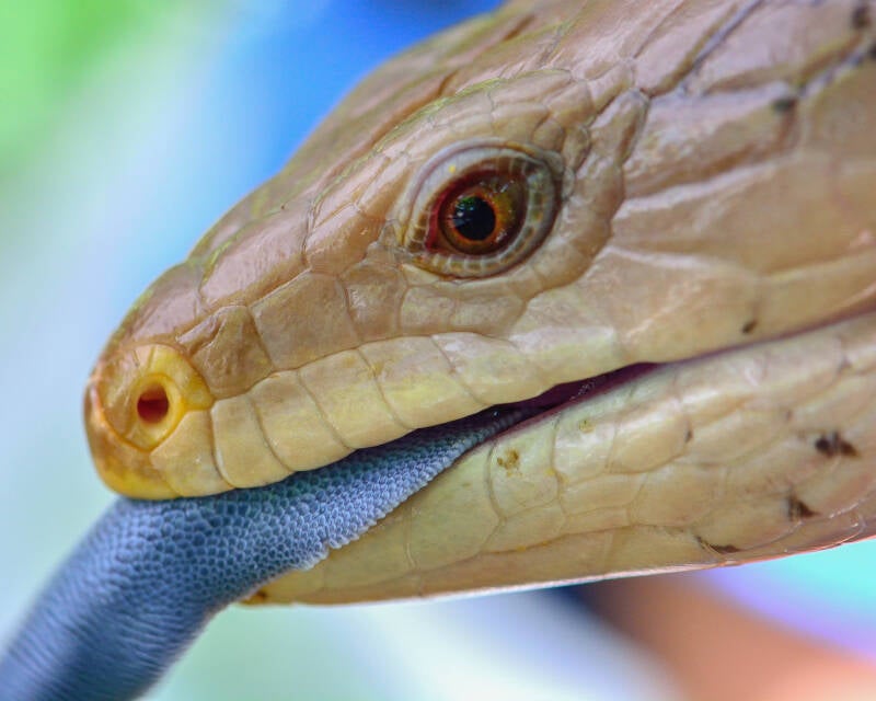 Blue-Tongued Skink (1)