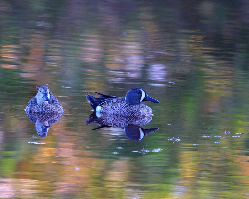 Blue-Winged Teal (1)