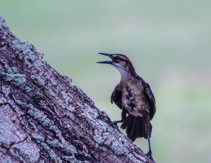 Boat-Tailed Grackle (2)