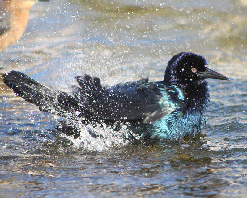 Boat-Tailed Grackle (3)