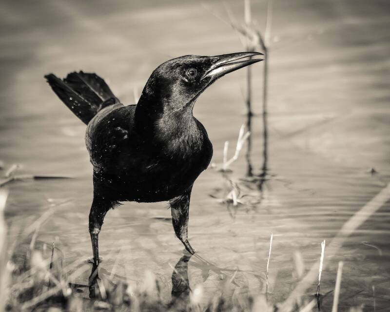 Boat-Tailed Grackle (1)