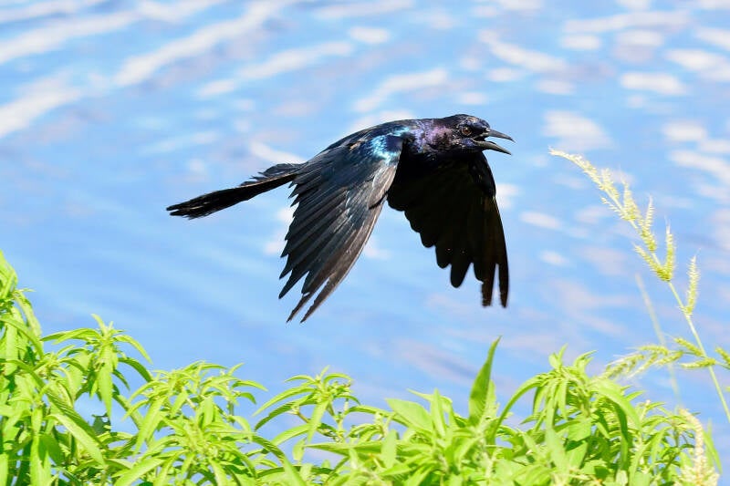 Boat-Tailed Grackle (4)