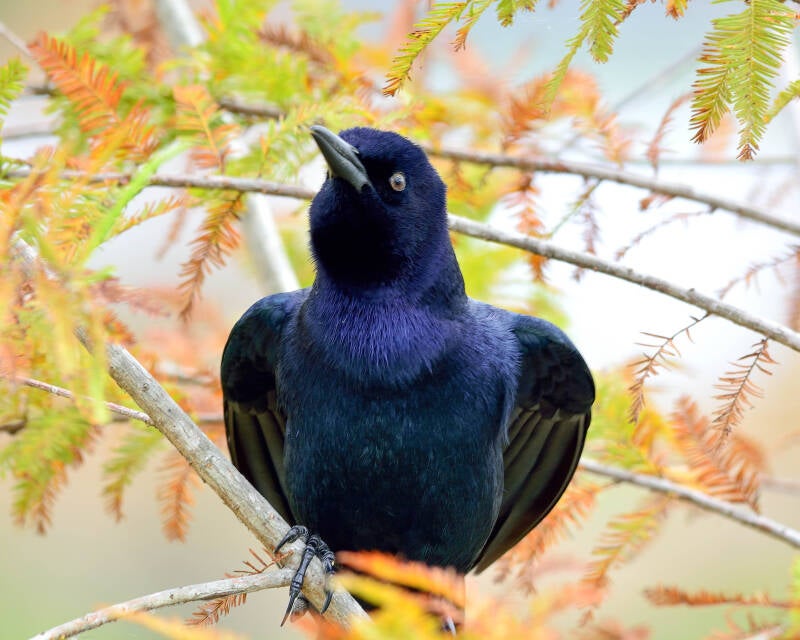 Boat-Tailed Grackle (6)