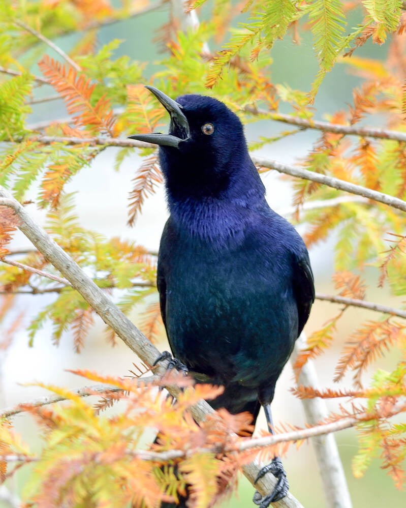 Boat-Tailed Grackle (7)