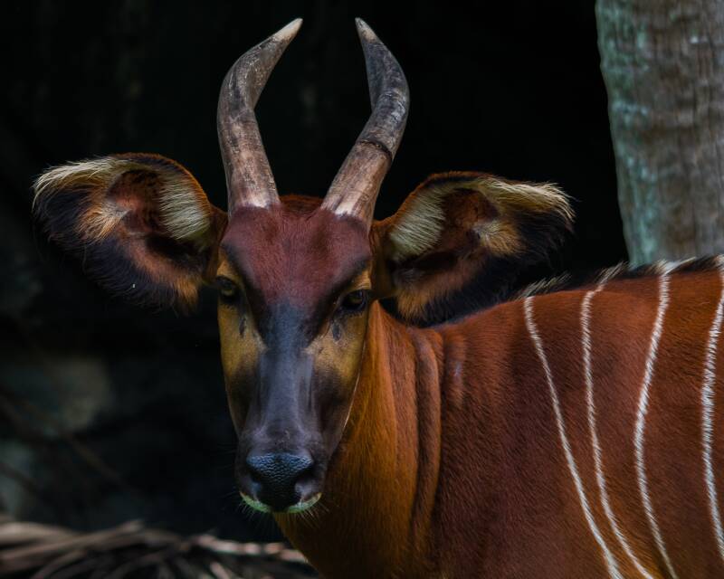 Bongo (1)