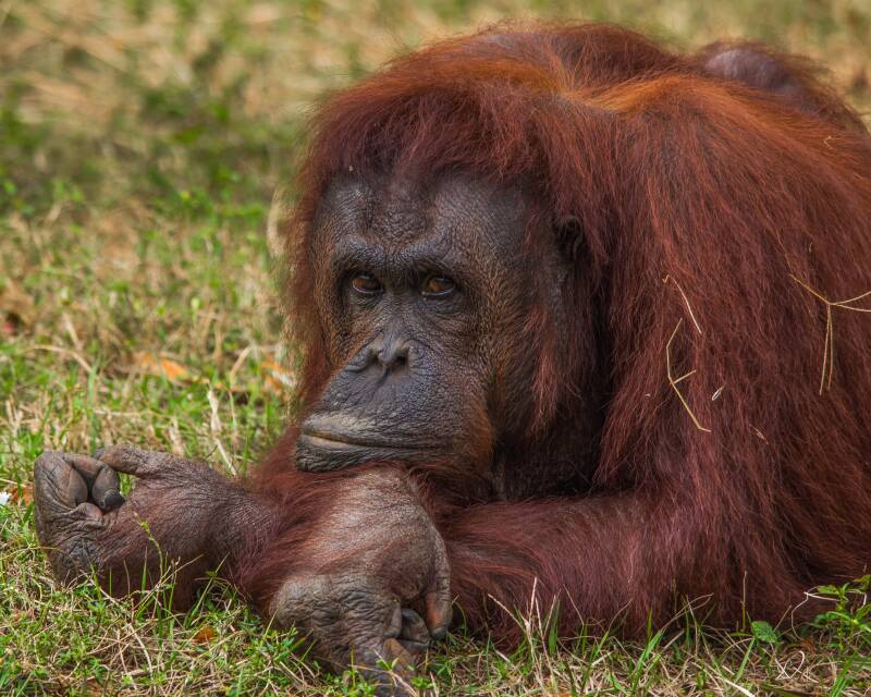 Bornean Orangutan (3)