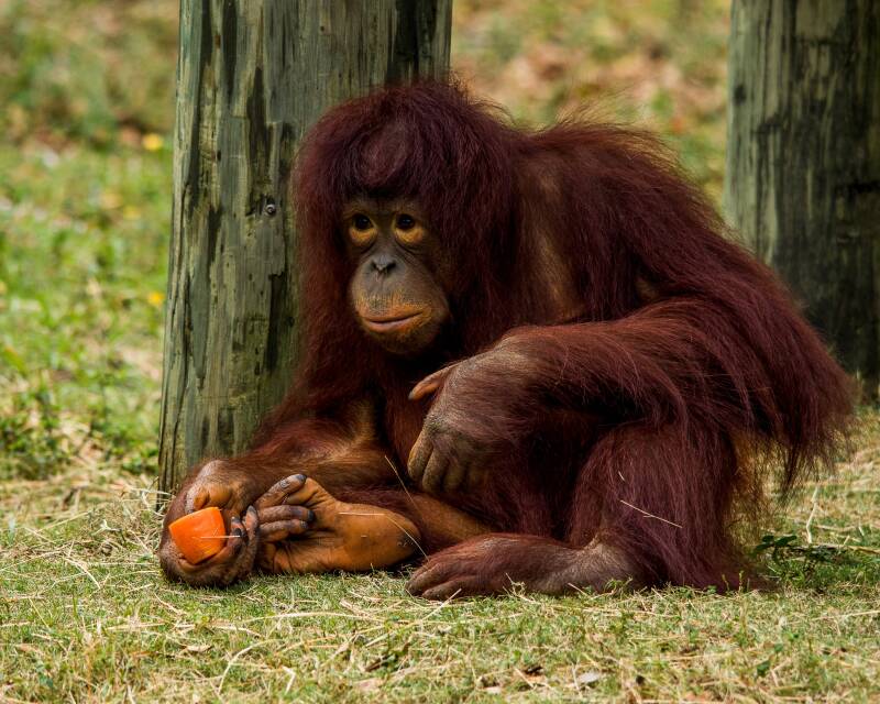 Bornean Orangutan (2)
