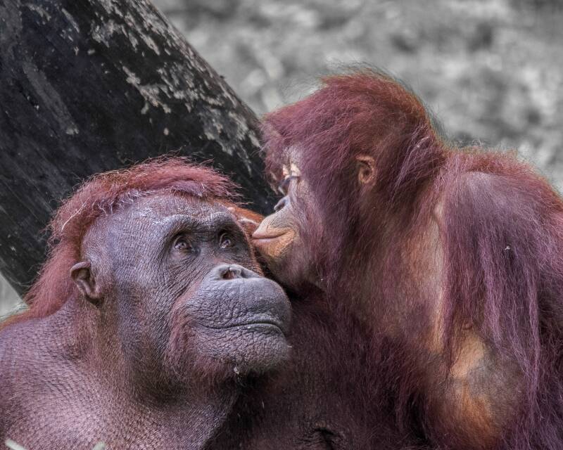 Bornean Orangutan (1)