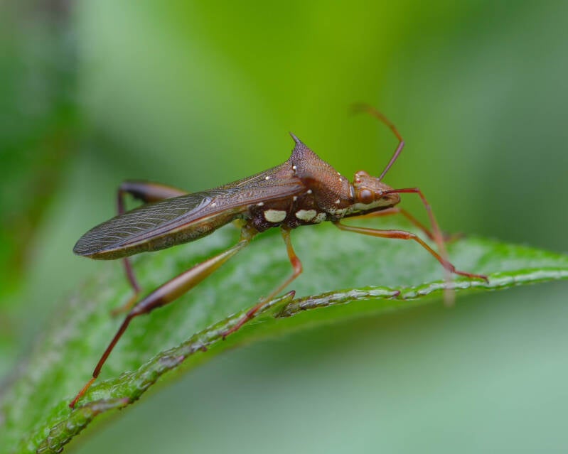 Broad-Headed Bug (1)