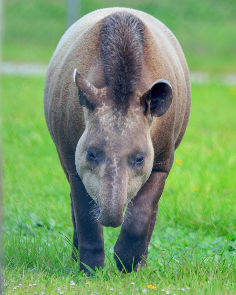 South American Tapir (1)