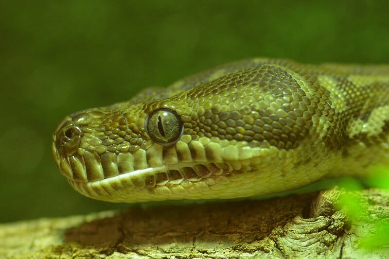 Bredl's Python (1)