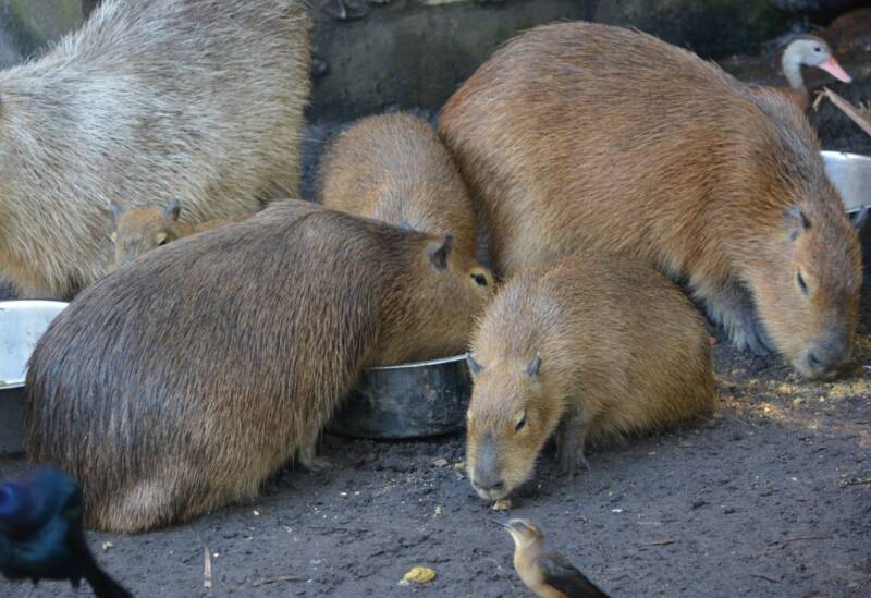 Capibara (1)