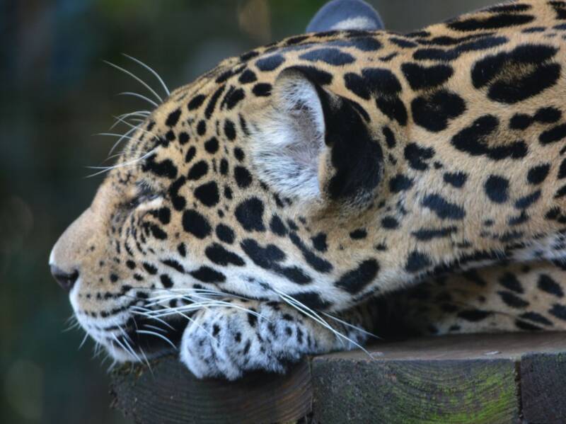 Jaguar (1)