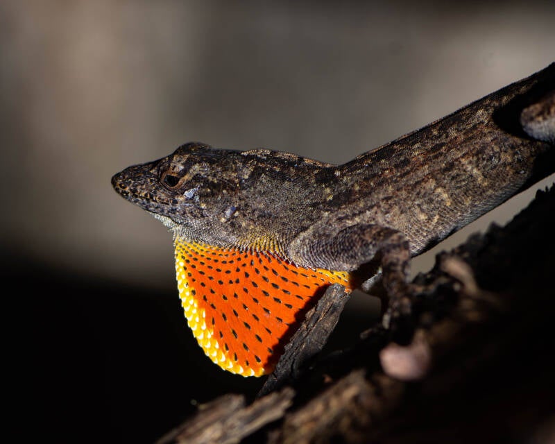Brown Anole (1)
