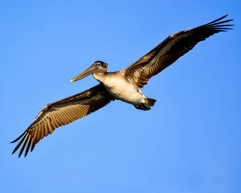 Brown Pelican (4)