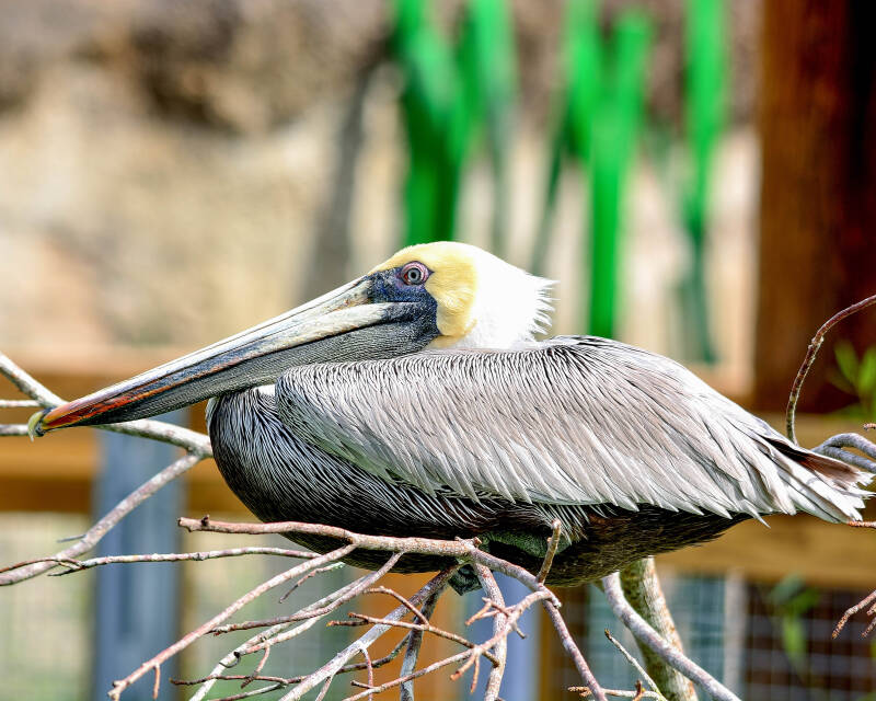 Brown Pelican (10)