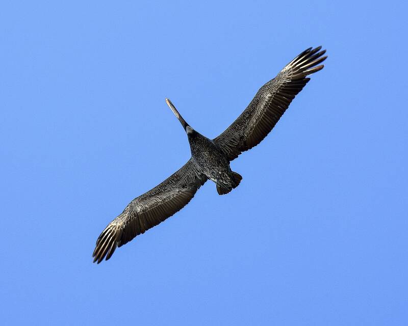 Brown Pelican (5)