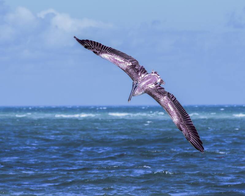 Brown Pelican (7)