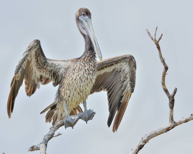 Brown Pelican (3)