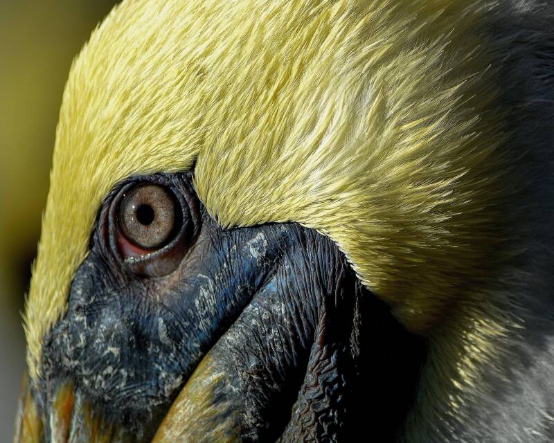 Brown Pelican (1)