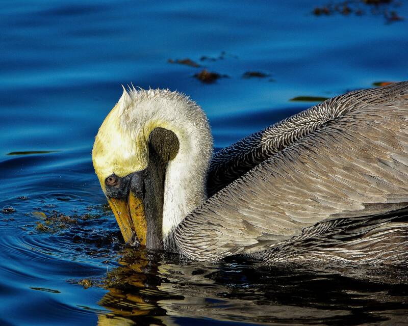 Brown Pelican (2)