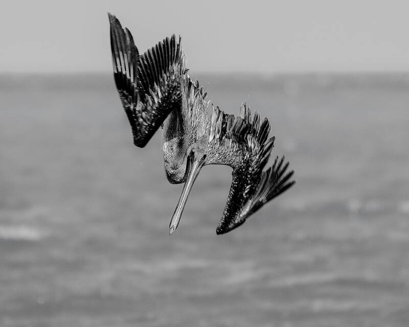 Brown Pelican (6)
