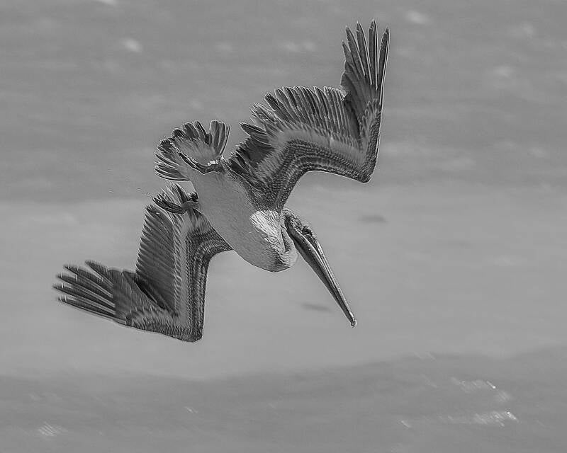 Brown Pelican (8)