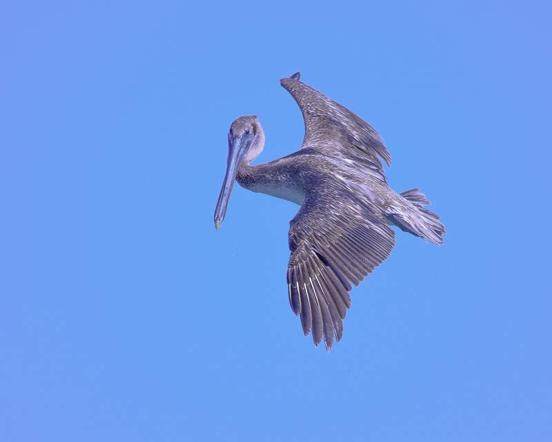 Brown Pelican (5)