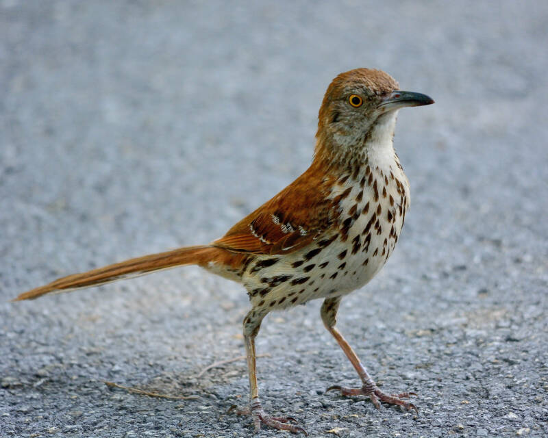 Brown Thrasher (1)