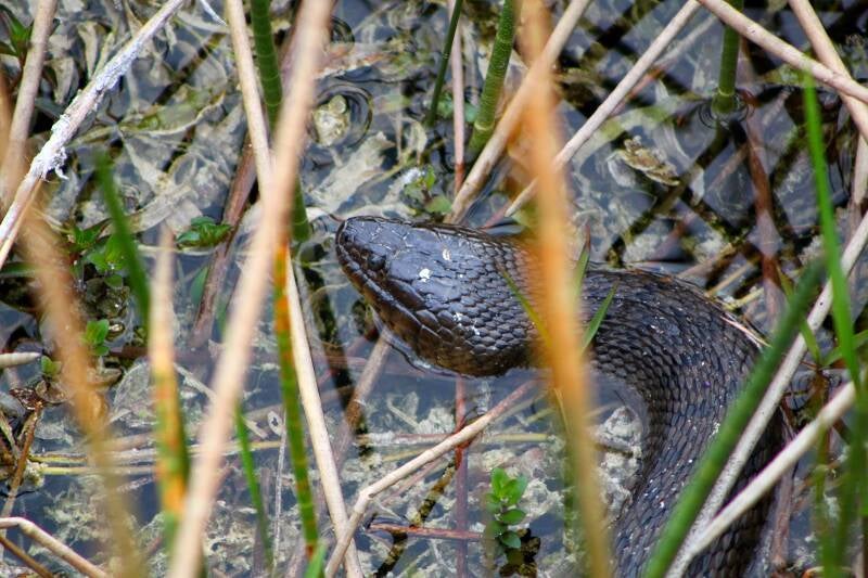 Green Water Snake (1)