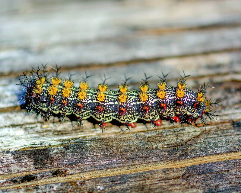 Buck Moth (1)