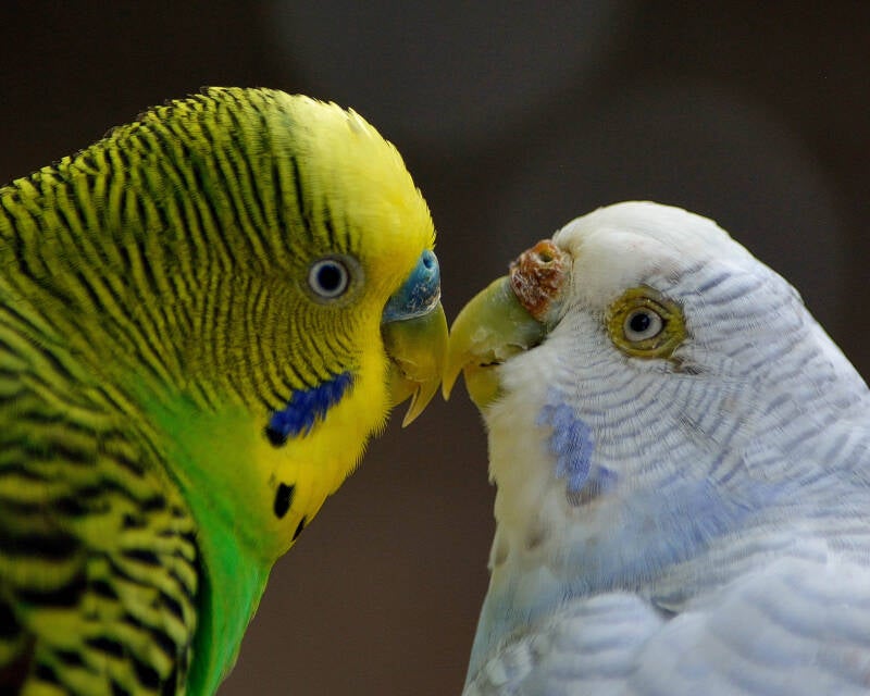 Budgerigar (1)