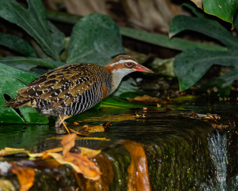 Buff-Banded Rail (1)