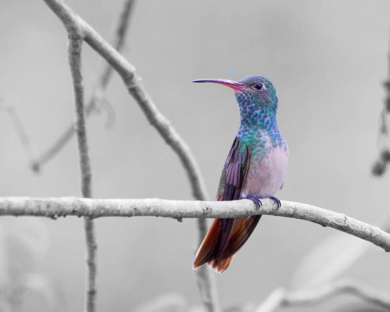 Buff-Bellied Hummingbird (2)