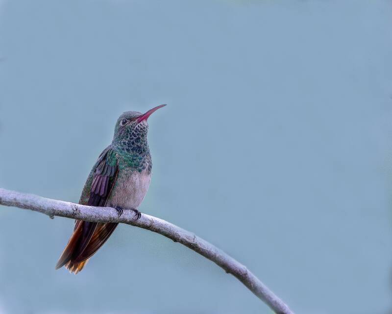 Buff-Bellied Hummingbird (1)