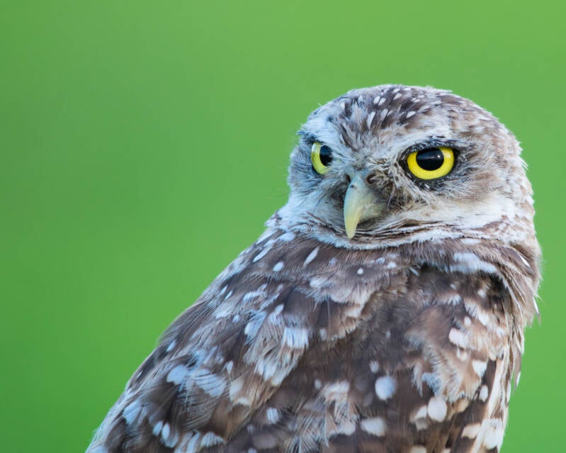 Burrowing Owl (8)