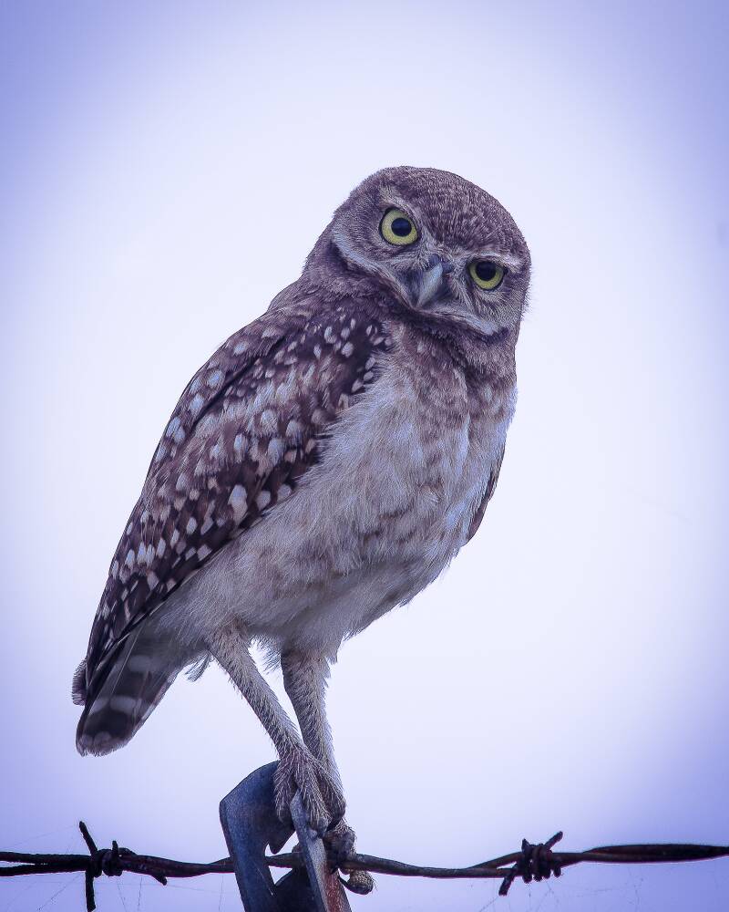 Burrowing Owl (1)