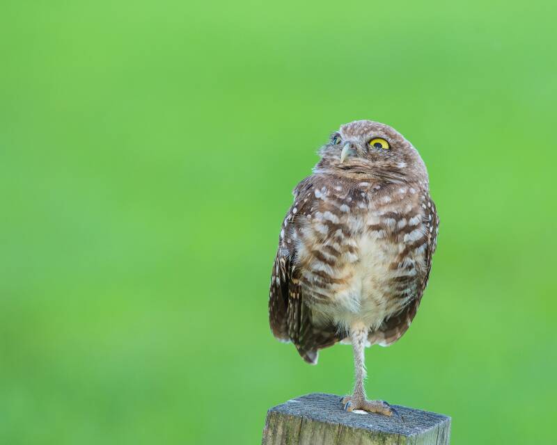 Burrowing Owl (4)