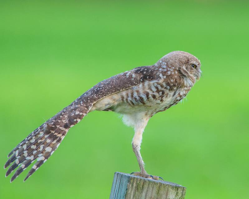 Burrowing Owl (3)